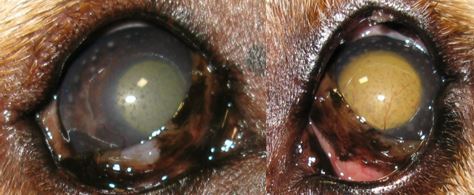 Macular Corneal Dystrophy (MCD) in Dogs